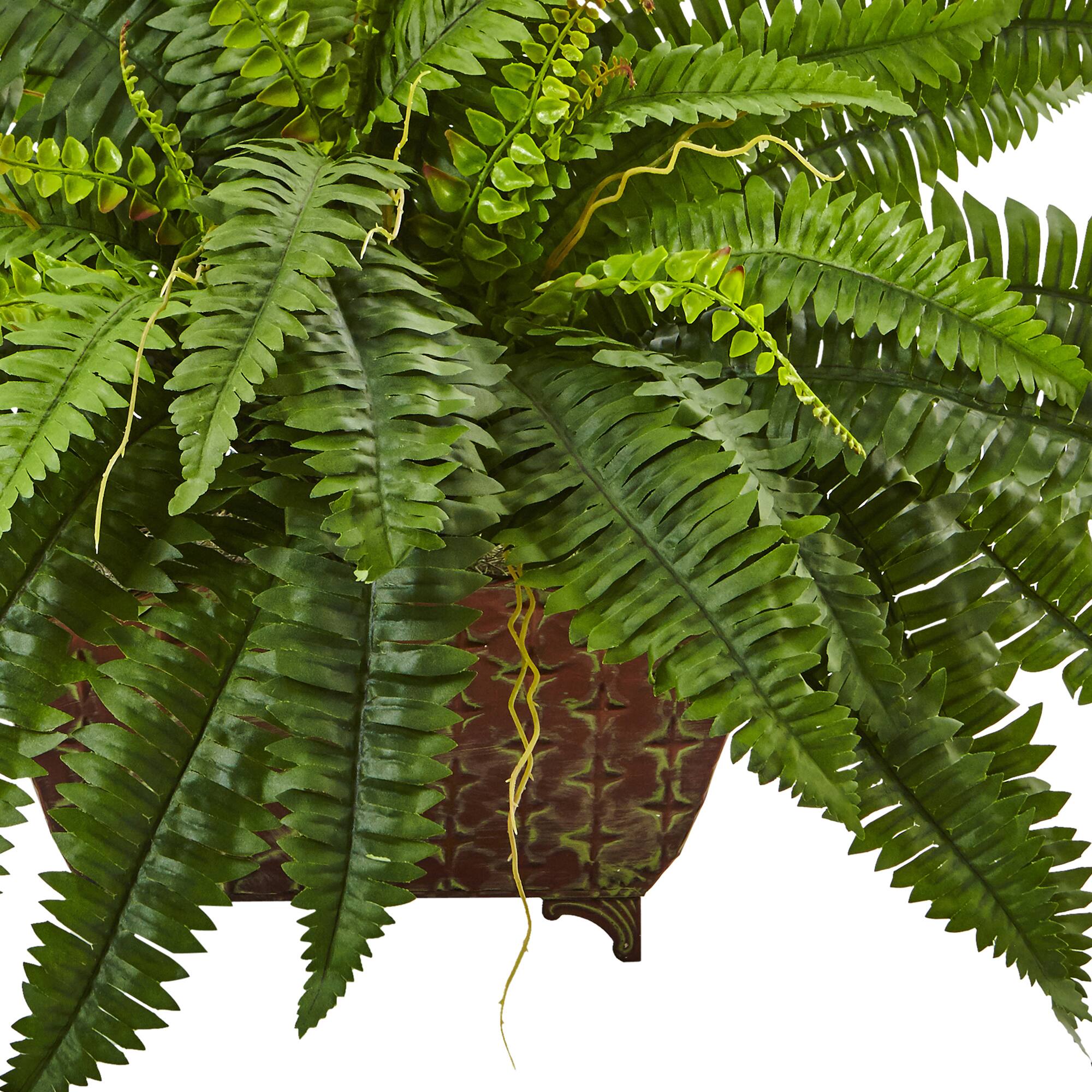 23" Boston Fern In Metallic Planter